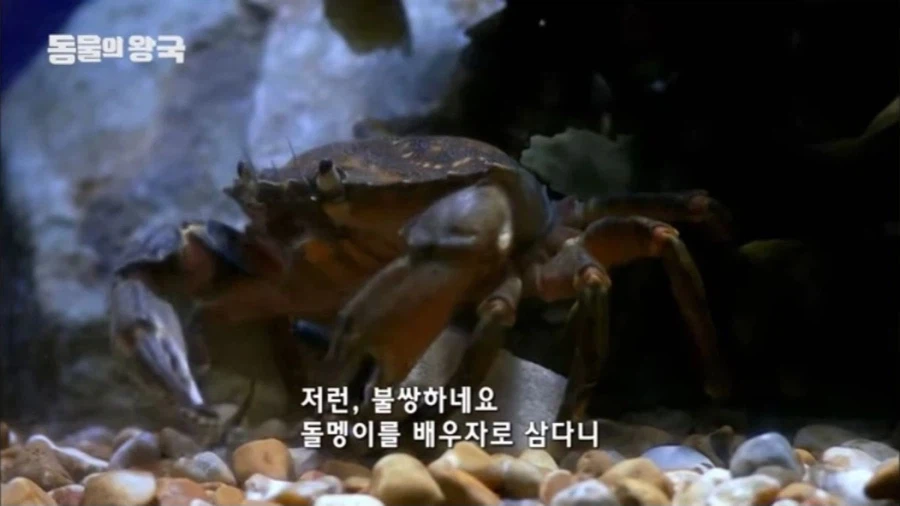 리얼돌을 배우자로 삼는 게임_1.webp