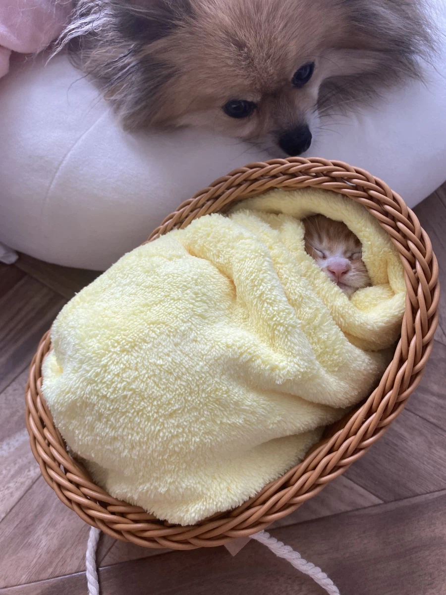 일본 전통 풍습.jpg_3.webp