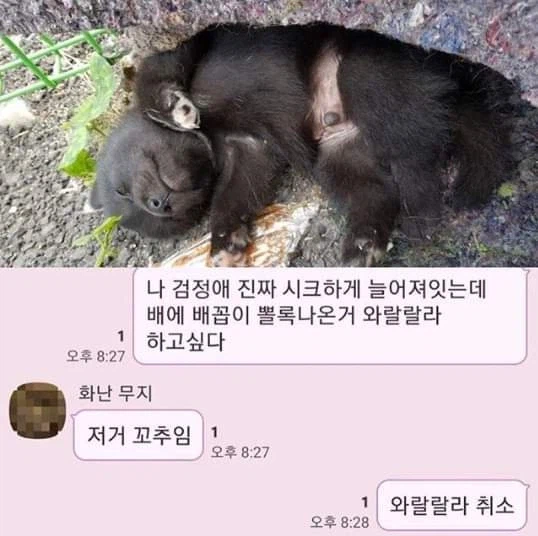 배에 배꼽이 뽈록나온거 와랄랄라 하고싶다_1.webp