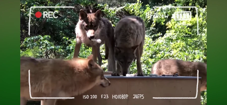 늑구를 기다리는 늑대 친구들_4.webp