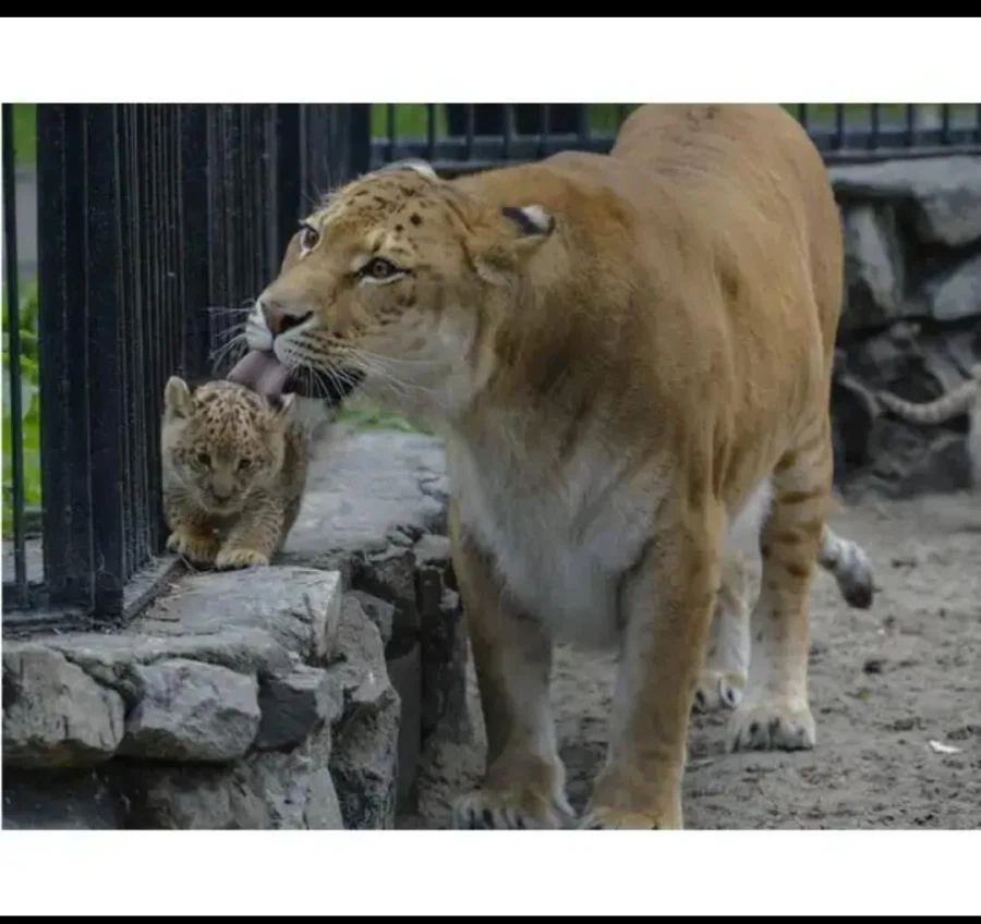 자기 새끼가 너무 귀여운 라이거.jpg_1.webp