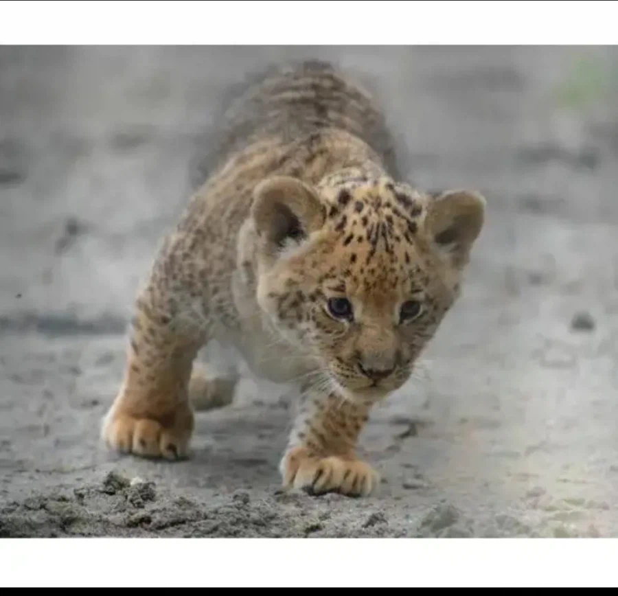 자기 새끼가 너무 귀여운 라이거.jpg_2.webp