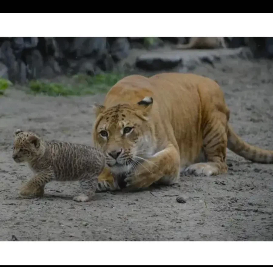 자기 새끼가 너무 귀여운 라이거.jpg_3.webp