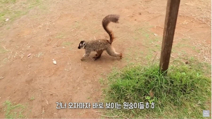 사람이 많이 익숙한 원숭이들_1.webp