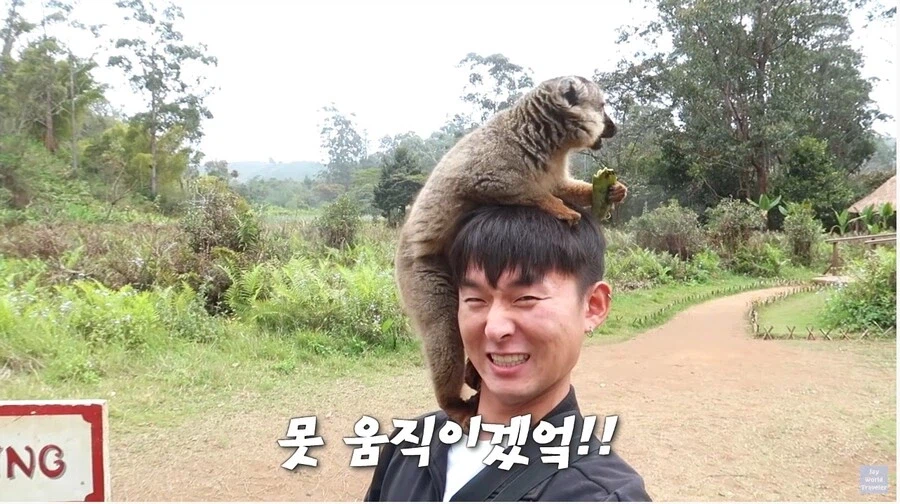 사람이 많이 익숙한 원숭이들_4.webp