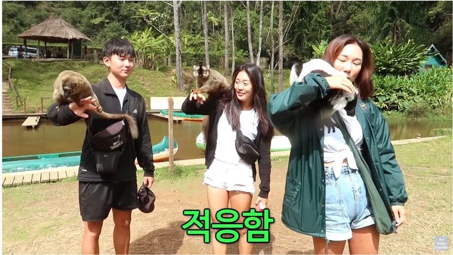 사람이 많이 익숙한 원숭이들_5.webp