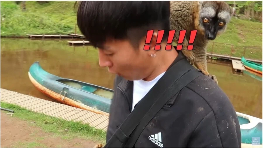 사람이 많이 익숙한 원숭이들_7.webp