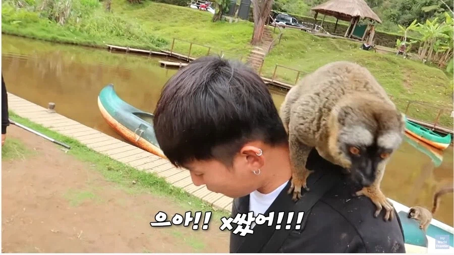 사람이 많이 익숙한 원숭이들_8.webp