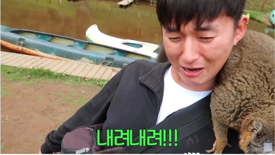 사람이 많이 익숙한 원숭이들_9.webp