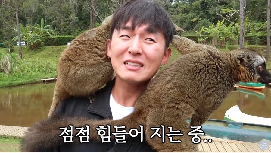 사람이 많이 익숙한 원숭이들_11.webp