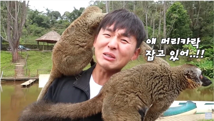 사람이 많이 익숙한 원숭이들_12.webp