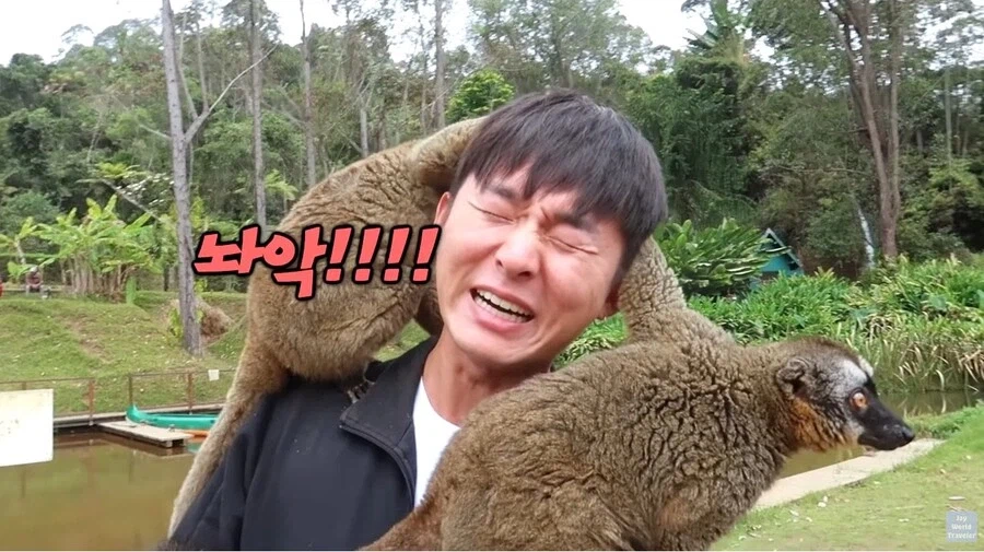 사람이 많이 익숙한 원숭이들_13.webp