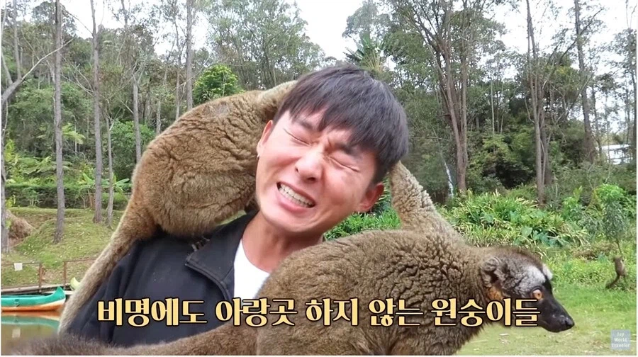 사람이 많이 익숙한 원숭이들_14.webp