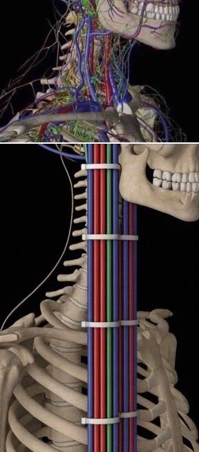 자연의 불규칙함을 인간이 정리한 경우_1.webp