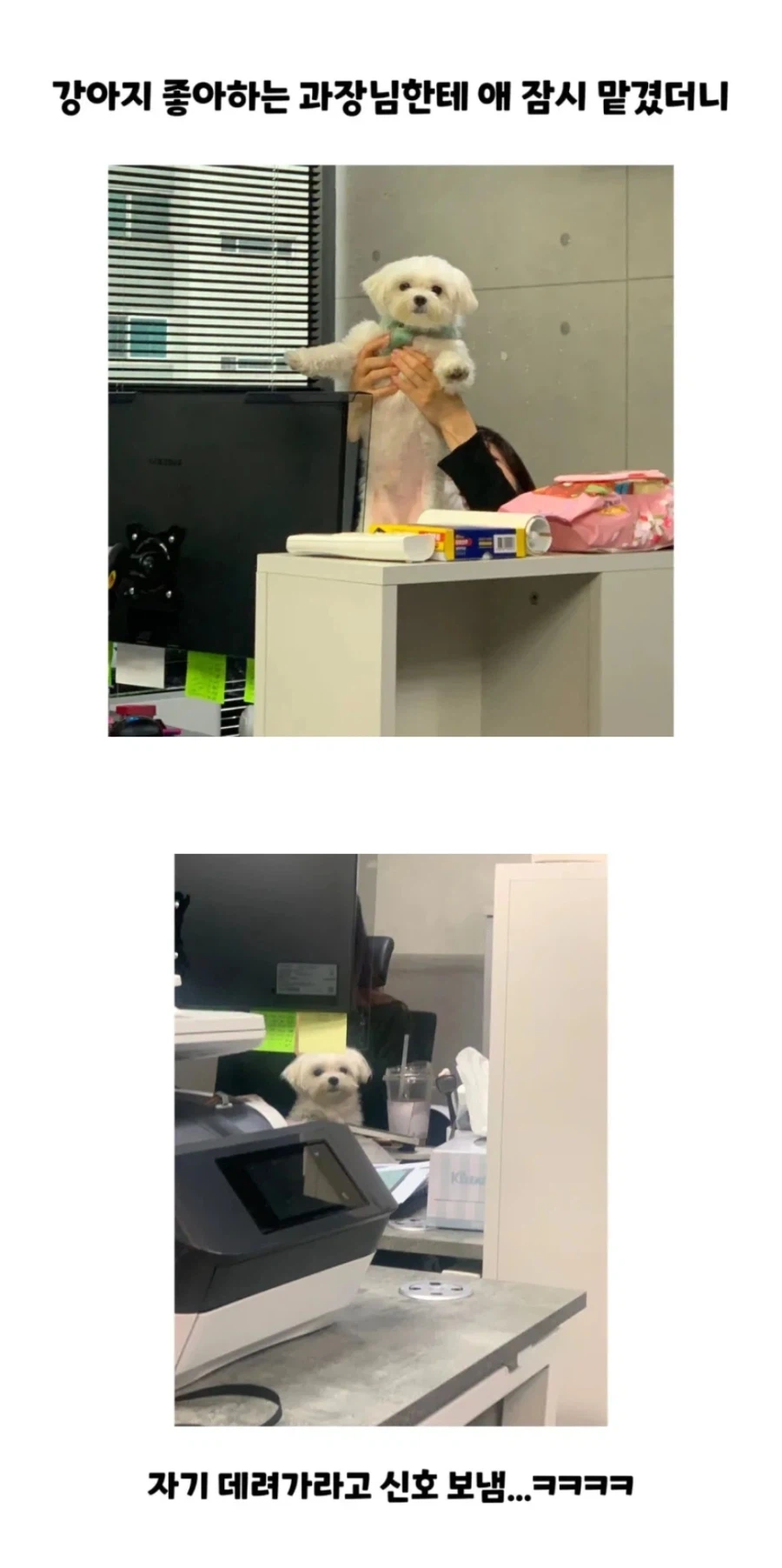 과장님에게 팔려간 강아지의 최후.jpg_1.webp