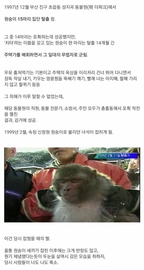 30년전 부산 원숭이 탈출사건_1.webp