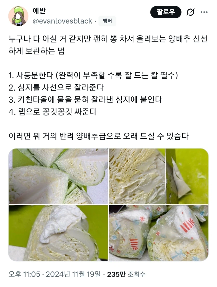 집에서 양배추 관리하는 방법_1.webp