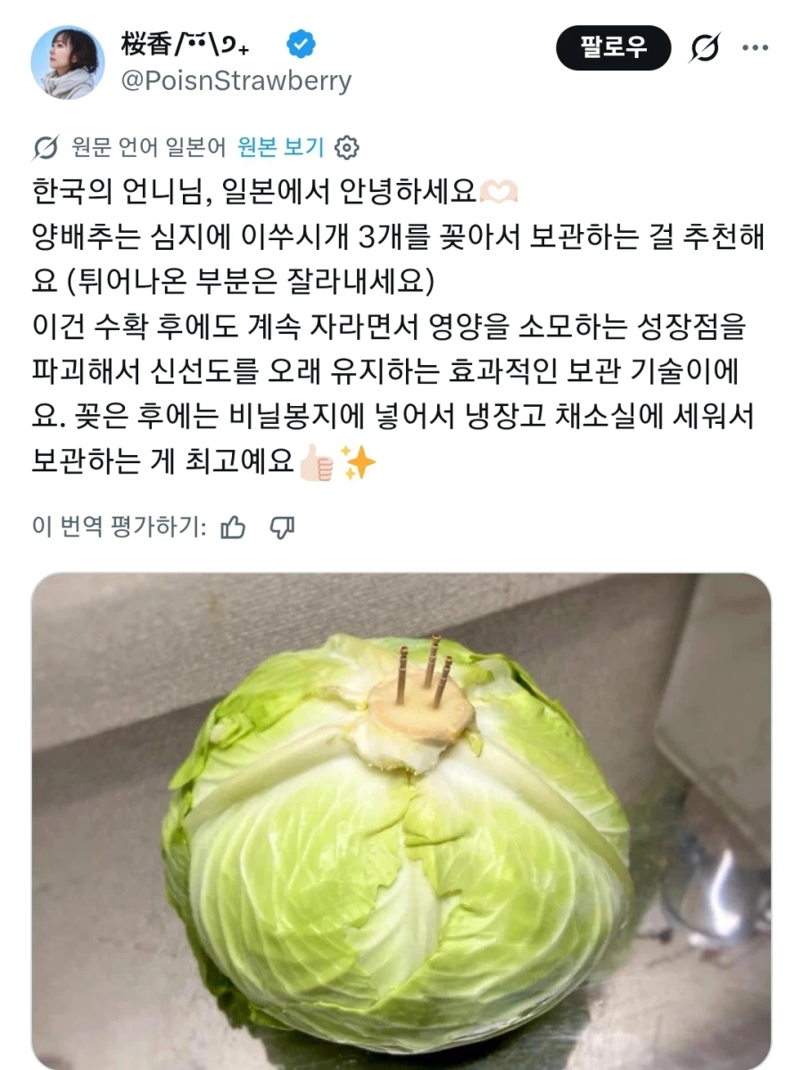 집에서 양배추 관리하는 방법_2.webp