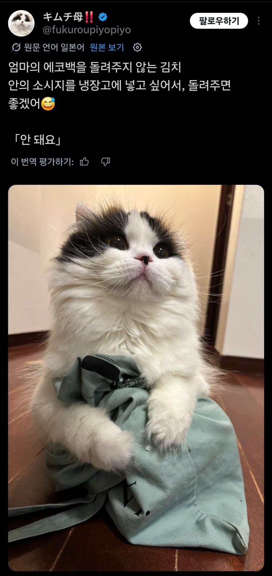 고양이 이름 번역 이상하네_1.webp