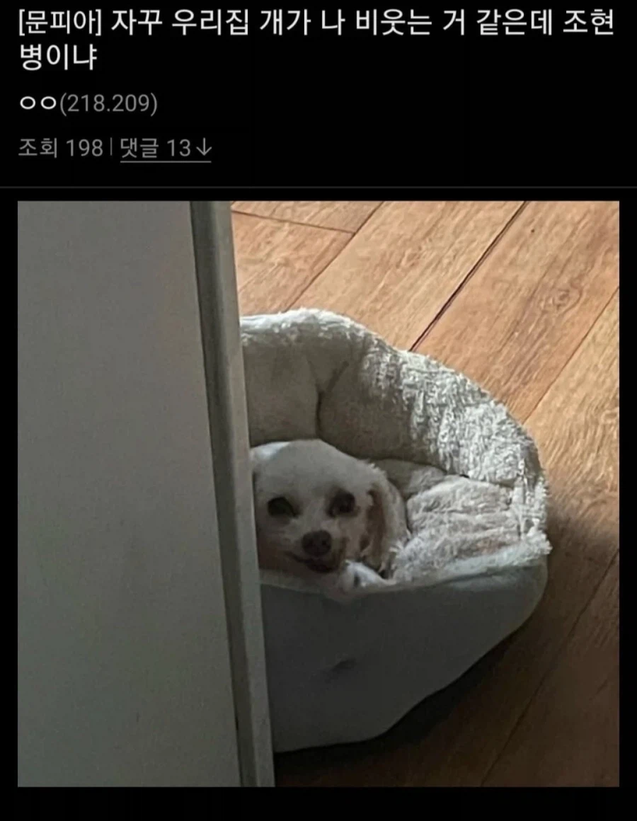 강아지가 자신을 비웃는다는 조현병 의심 환자_1.webp