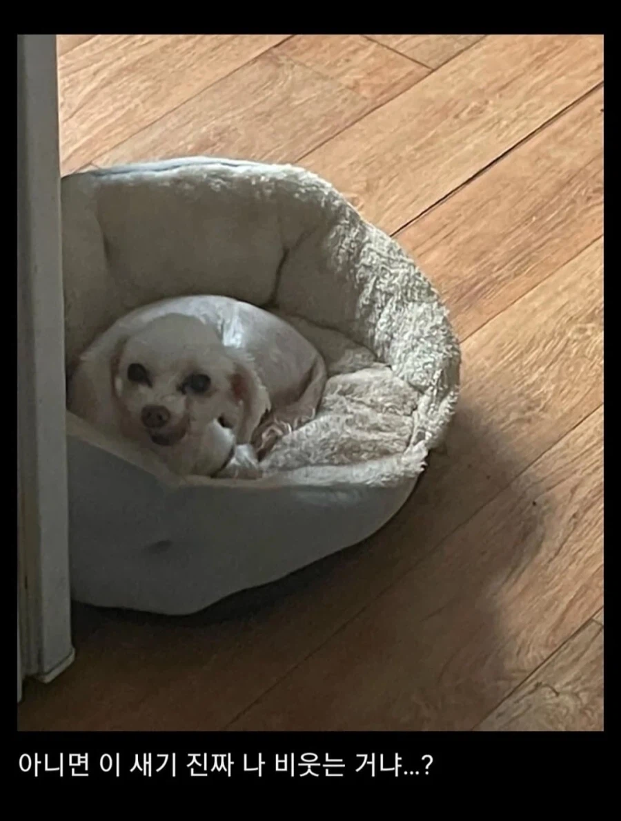 강아지가 자신을 비웃는다는 조현병 의심 환자_2.webp