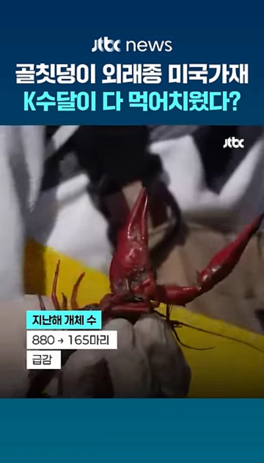 국내 생태계 교란종인 미국가재 수가 급감한 이유_1.webp