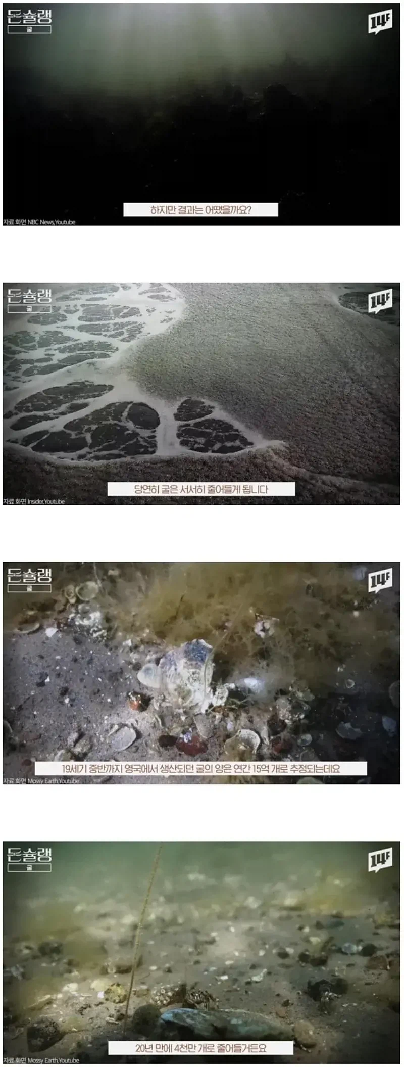 유럽에서 굴이 비싼 이유_11.webp