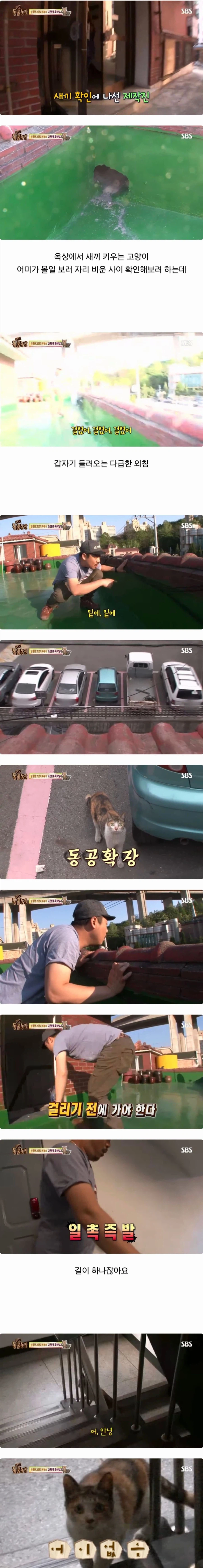 동물농장 레전드 에피소드_1.webp