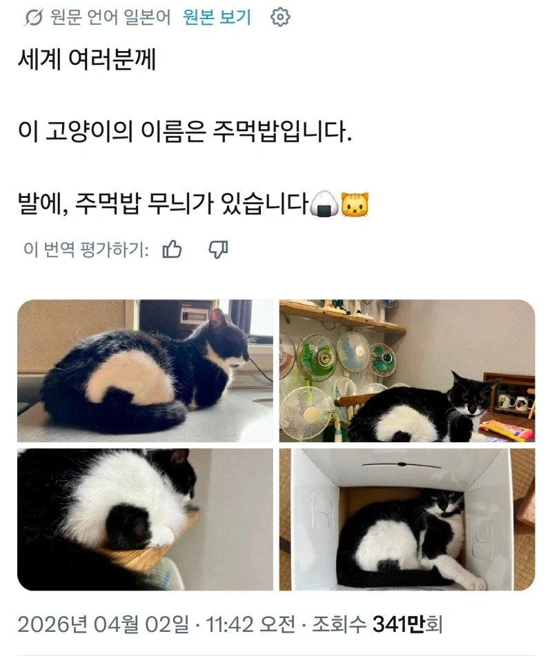 ? : 이 고양이의 이름은