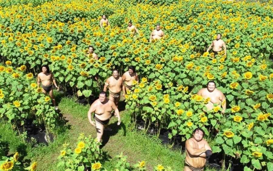 따뜻한 봄이 되면 일본에서 보이는 풍경.jpg_2.webp