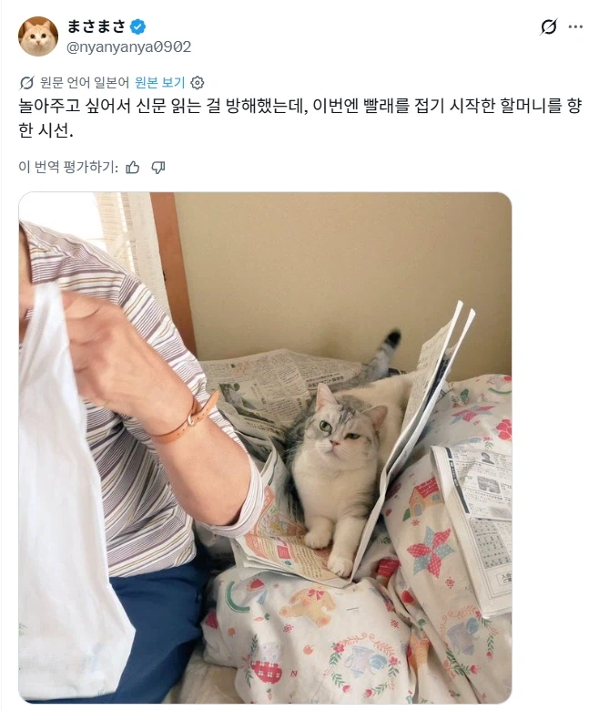 집사와 놀고싶은 고양이.jpg_1.webp