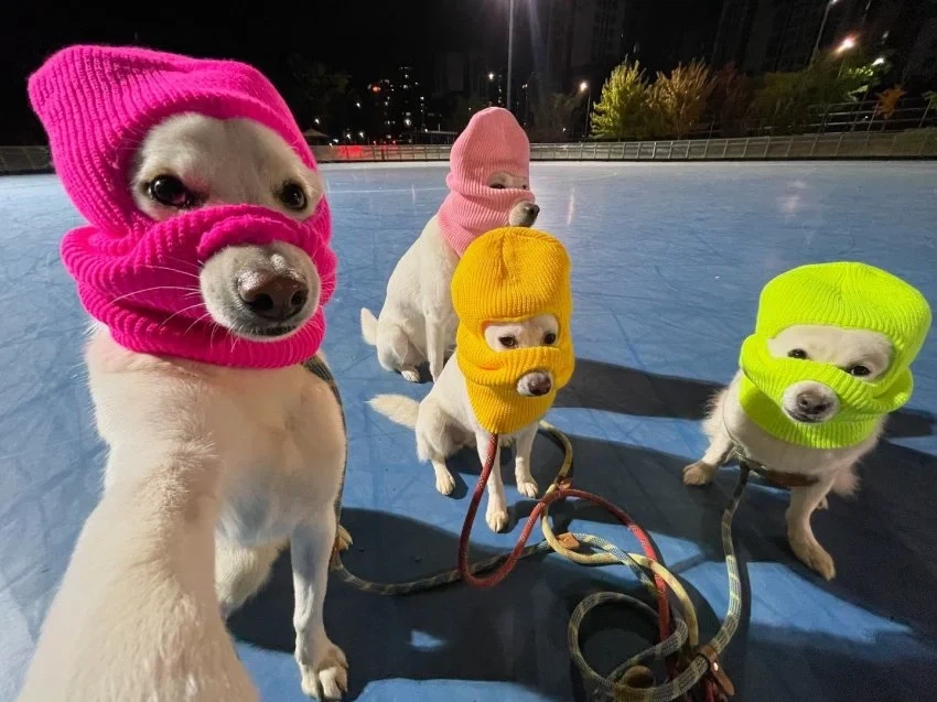 우리는 개추 도적단이다._1.webp