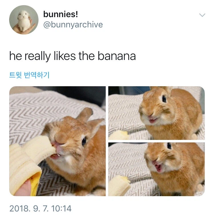 바나나를 먹은 토끼의 표정_1.webp