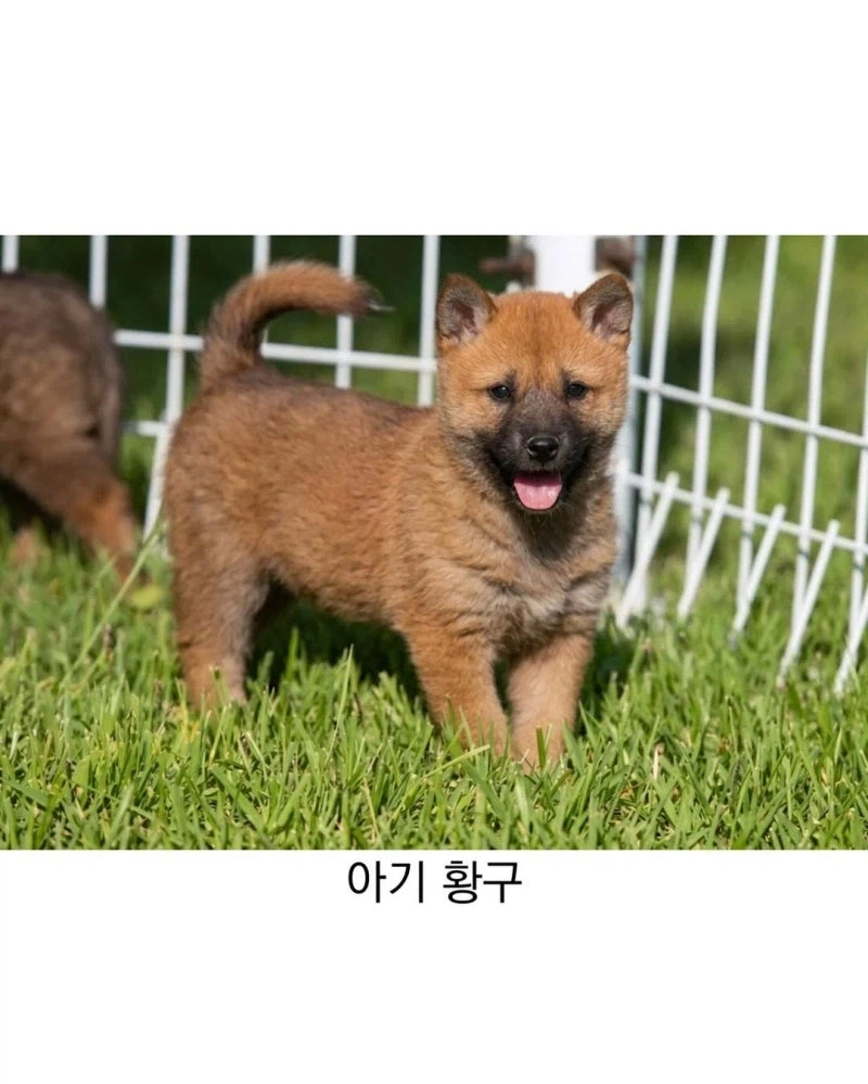 진돗개 생김새_3.webp