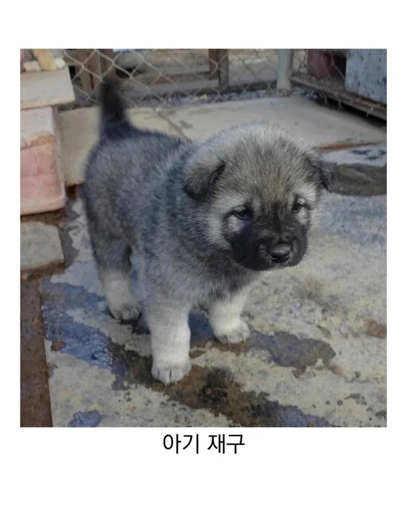 진돗개 생김새_7.webp