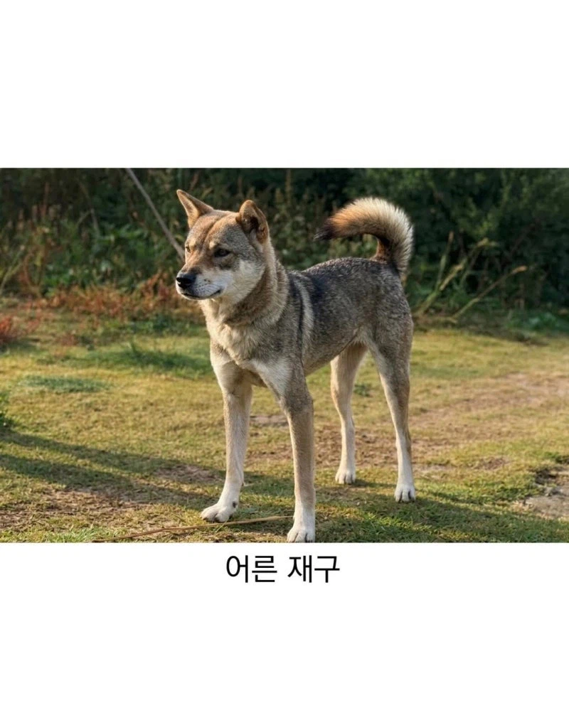 진돗개 생김새_8.webp