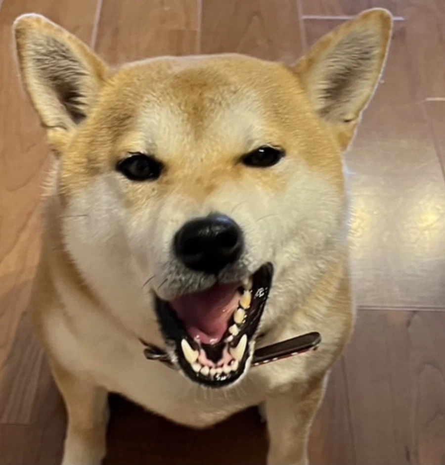 주술회전?)...유명한 그짤을 너무 닮은 개_2.webp