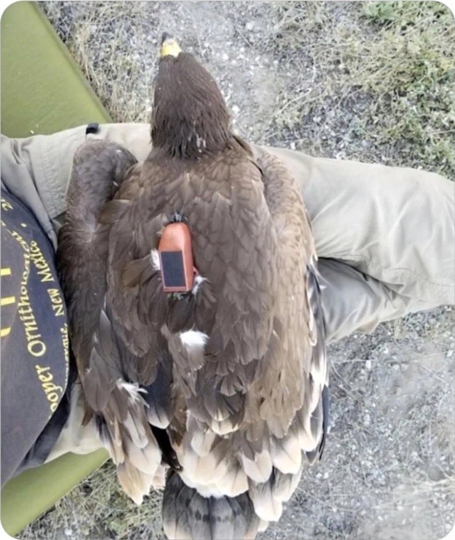 독수리 등에 GPS를 달았더니.jpg_1.webp