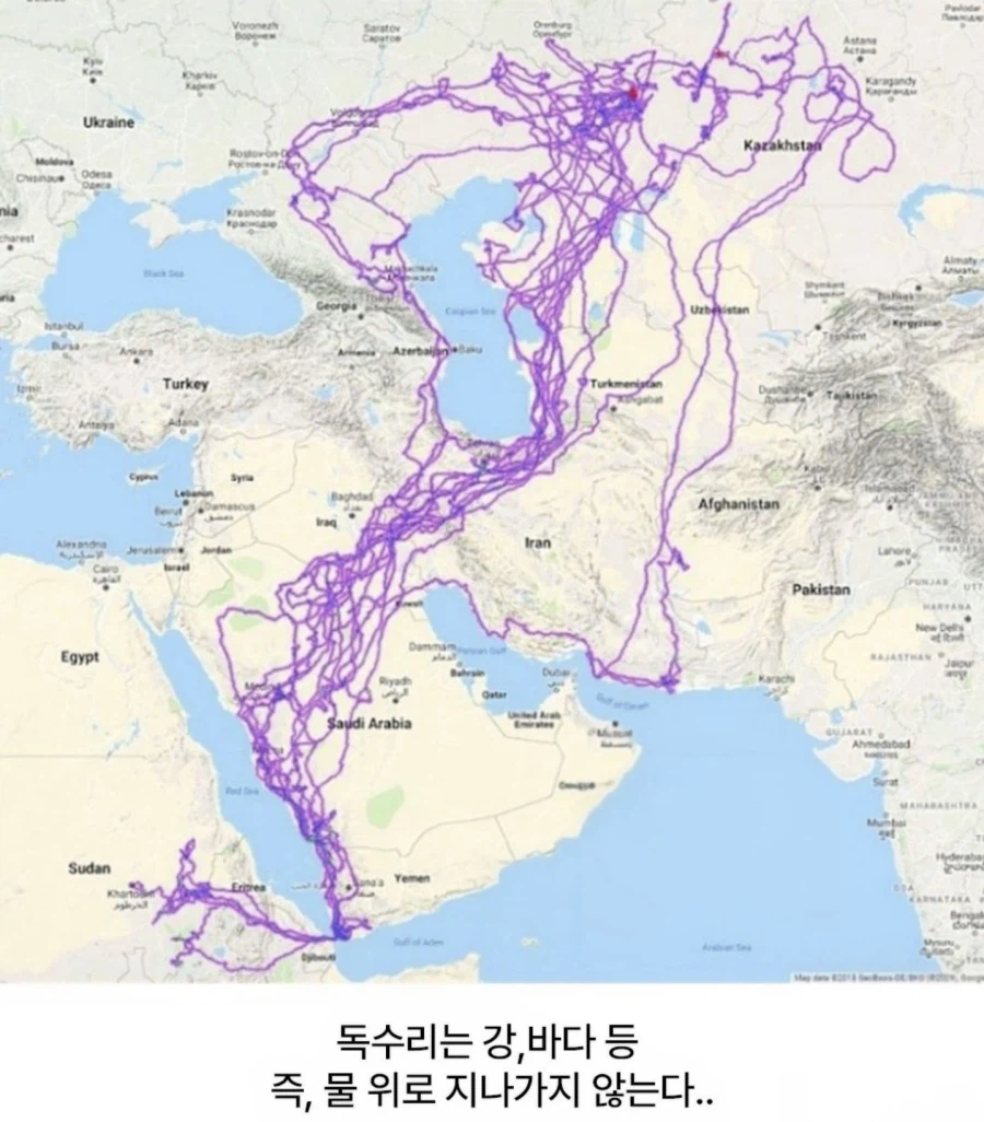 독수리 등에 GPS를 달았더니.jpg_2.webp