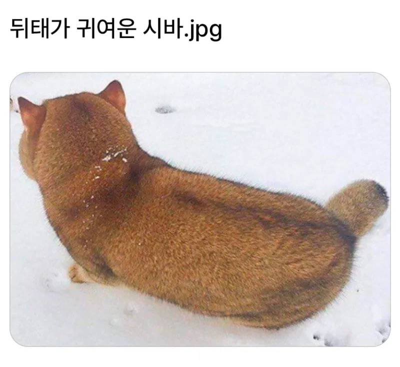 뒷태가 귀여운 시바.jpg_1.webp