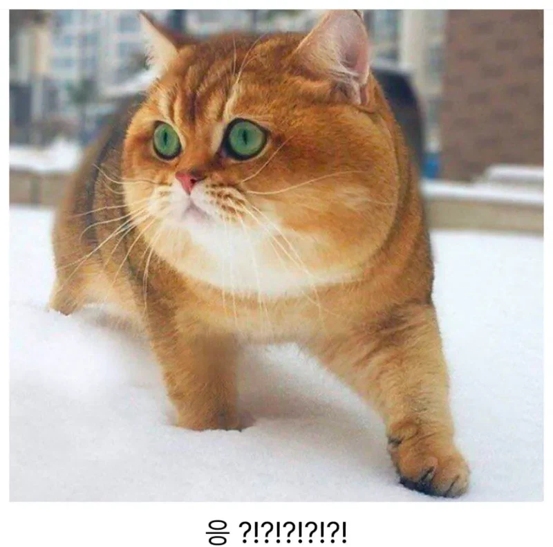 뒷태가 귀여운 시바.jpg_2.webp