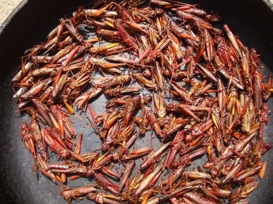 최면어플로 전세계인들을 세뇌 시킬 수 있다면 해야할 것_1.webp