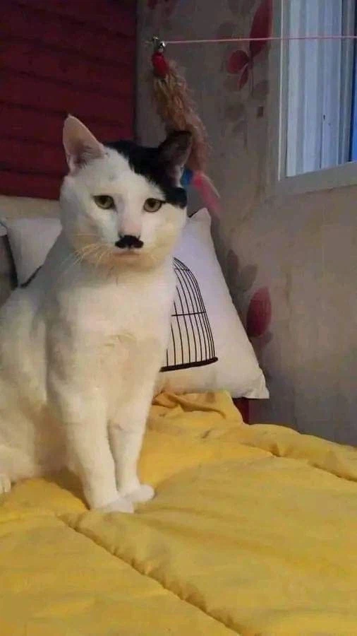 만나선 안되는 고양이들 jpg._1.webp