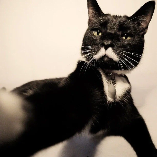 만나선 안되는 고양이들 jpg._2.webp