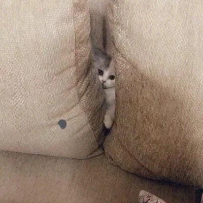 소파 틈새에 낀 고양이_1.webp