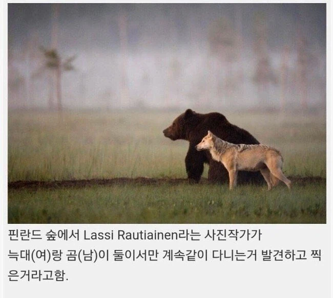 곰 같은 남친과 늑대 같은 여친_1.webp