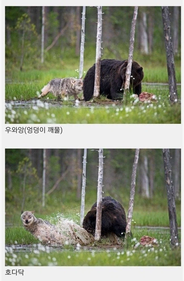 곰 같은 남친과 늑대 같은 여친_2.webp