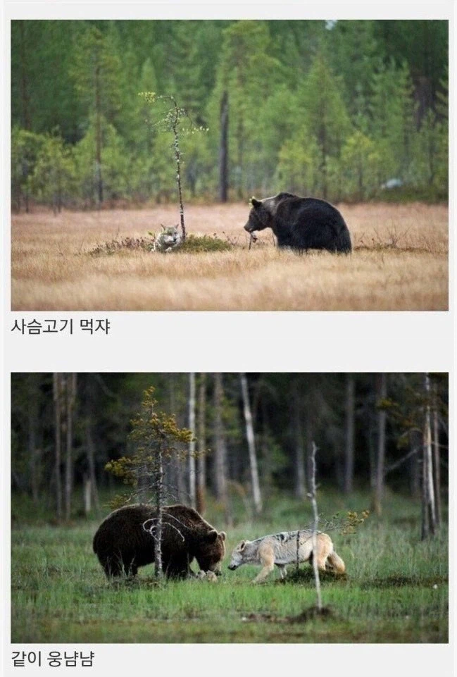 곰 같은 남친과 늑대 같은 여친_3.webp