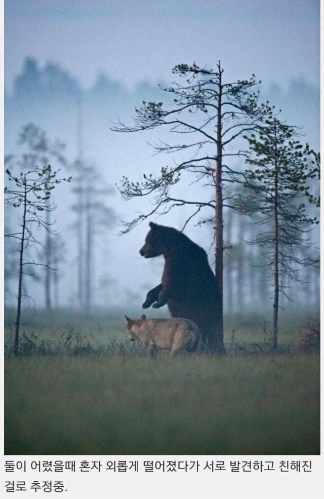 곰 같은 남친과 늑대 같은 여친_4.webp