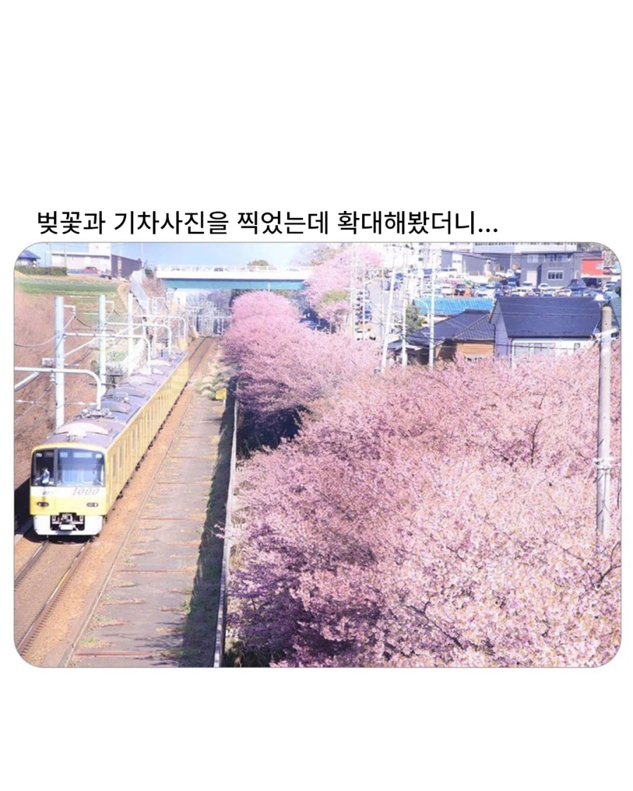 벚꽃과 기차사진_1.webp